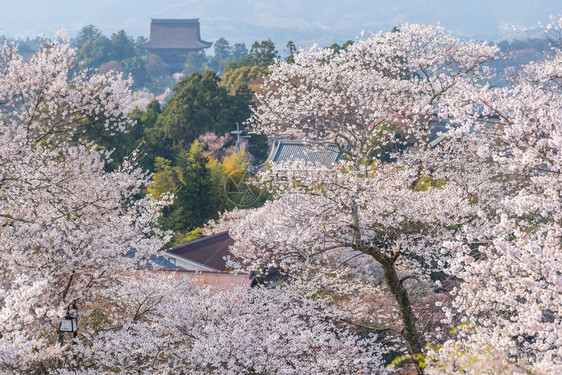 奈良县吉野山图片