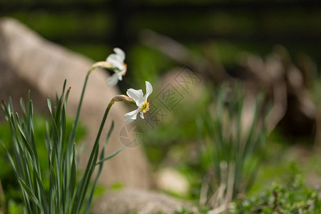 春天花园里盛开的白水仙白色花园的特写图片