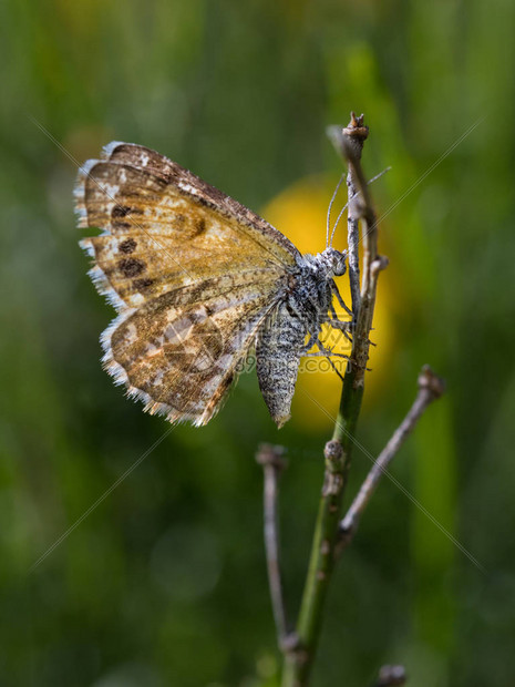 自然环境中的蝴蝶或飞蛾图片