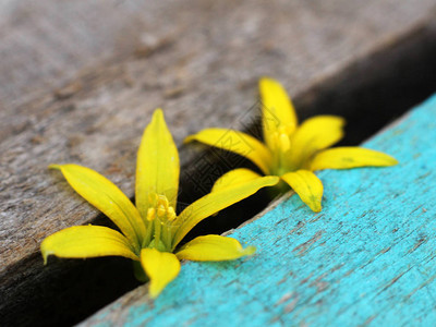 木制背景上的黄色花朵如此接近图片