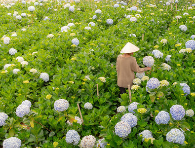 穿着传统越南帽子在Hydranga花园散图片