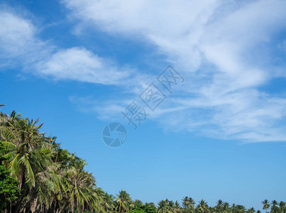 夏季蓝天空的椰子棕榈树美丽的热图片