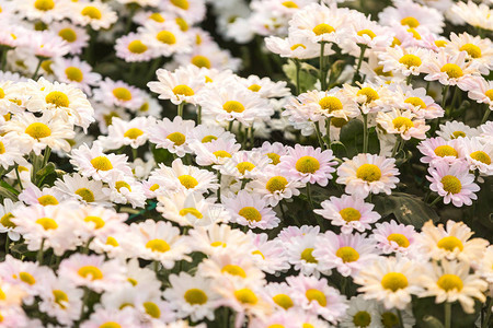 鲜花鲜花菊菊花壁纸图片