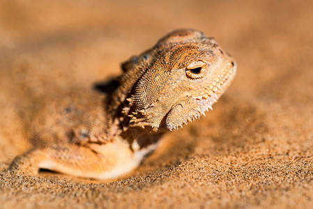 被发现身埋在自然栖息地沙土中的青蛙头目近身的阿加马Agama或雄PhrynocephaluusPhrynocepha图片