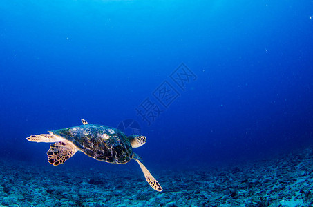 Pulmo公园珊瑚礁中的海龟图片
