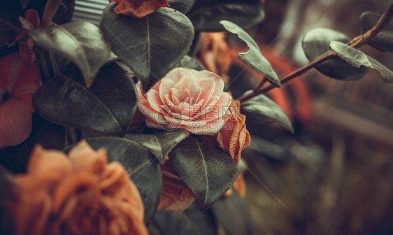 在英式花园中照相的玫瑰照片但仍很干图片