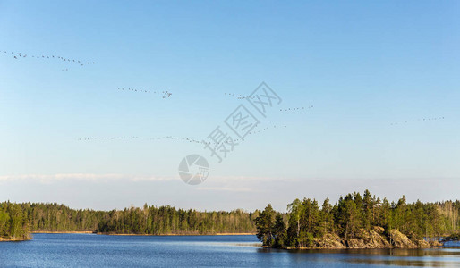 野鹅在森林湖上的迁徙图片