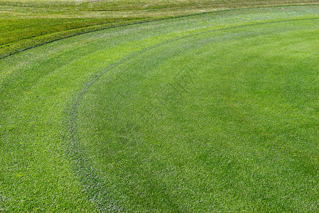 高尔夫球场修剪整齐的绿草图片