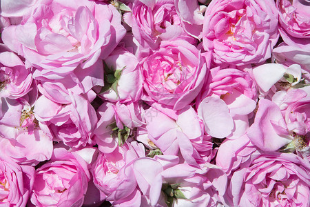玫瑰茶花瓣玫瑰油生产油井玫瑰和罗背景图片