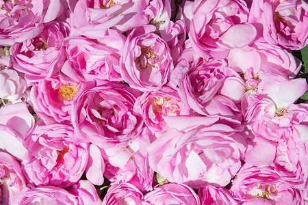 玫瑰茶花瓣玫瑰油生产油井玫瑰和罗背景图片