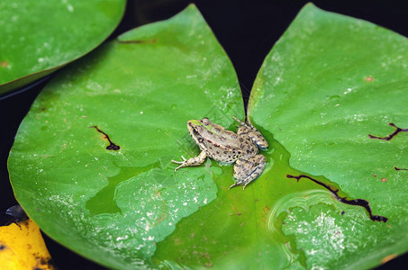池塘叶子上的青蛙图片