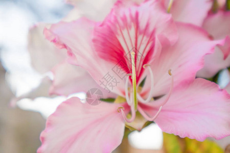 紧贴美丽的BauhiniaVariegata浅粉红色花朵背景图片
