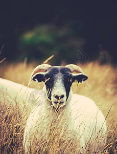 苏格兰黑脸羊以表面的草地为焦点带复制空间的黑脸蜂图片