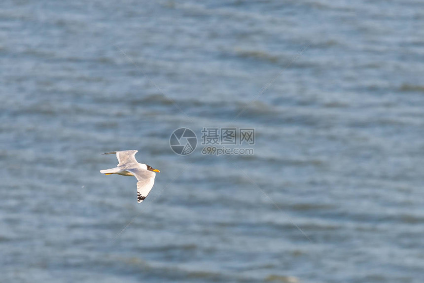 海鸥鸟在海面背图片