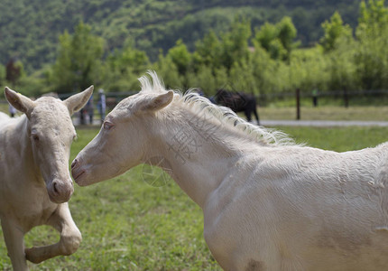 双胞胎奶油小马驹或白化病背景图片