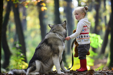 与狼在童话森林里的红帽秋天森林里带着狗的小女孩童年图片