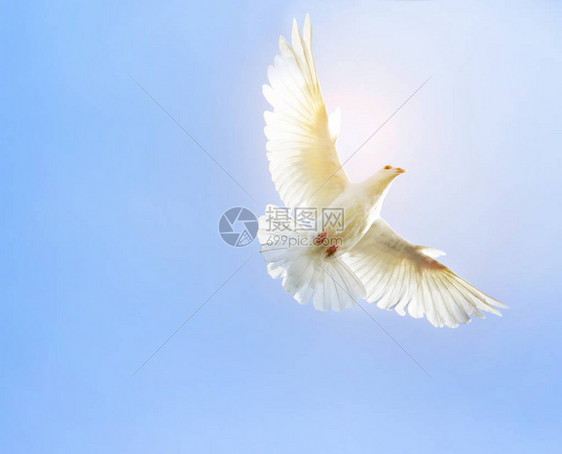 白羽翼鸽鸟在蓝天映衬下翱翔图片