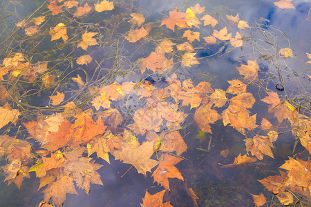 黄色的树叶坠落到水中秋天的气激励图片