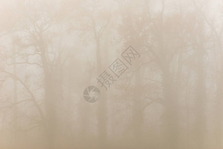 林中雾霭秋色绚丽图片