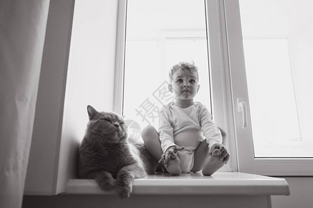 穿着灰色英国短发猫咪坐在家窗台上的小可爱小图片