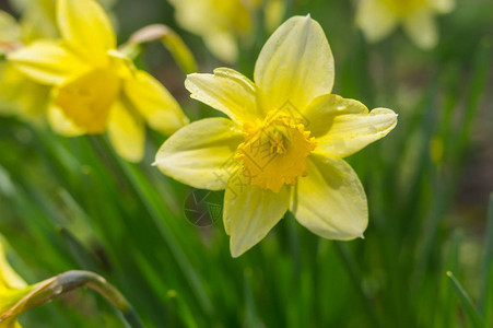 春季黄色水仙的特写肖像背景图片