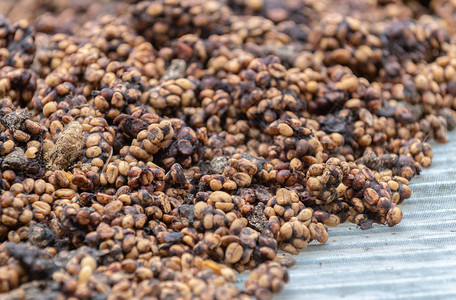 kopiluwak或civetcoffee是世界上最昂贵和产量最低的咖啡品种之一图片