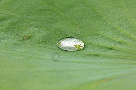 荷叶上的水滴图片