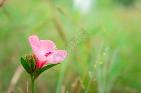 粉花在自然园中开花图片