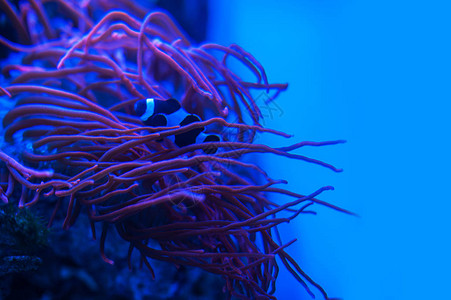 从海洋水族馆的不图片