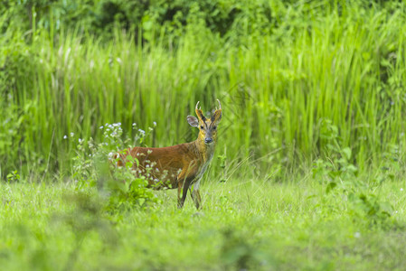 高亚伊公园ChaoYaiNationalPark图片