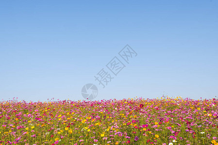 蓝色天空背景的多彩花朵场自然旅行环图片
