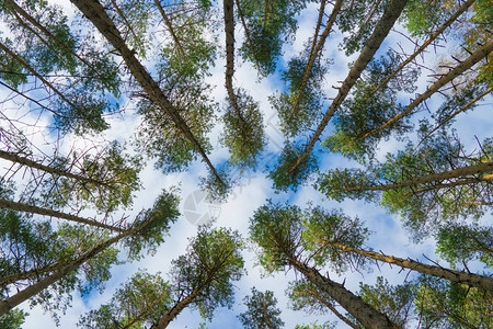 松林高松和天空图片