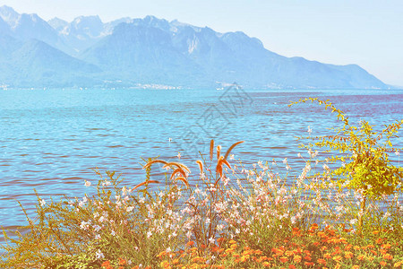 瑞士里维埃拉州蒙特勒日内瓦湖前期的植物开图片