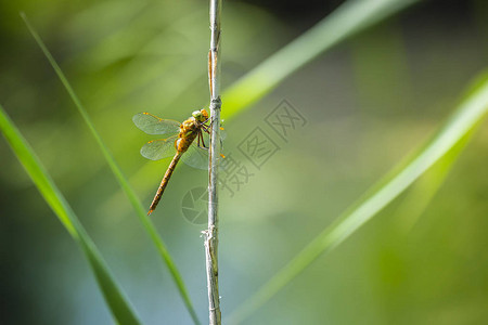 绿眼睛的小贩蜻蜓Aeshnaisoceles图片