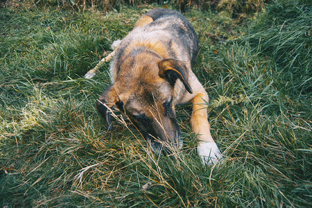 非品种狗躺在绿草上图片