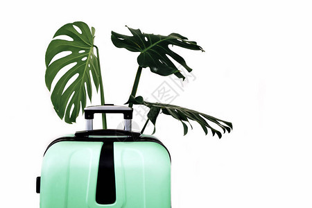 在白色背景的绿色旅行手提箱与绿色热带叶子一个带着大行李袋旅图片
