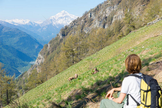 妇女远足者看阿尔卑斯山上的野生动物图片