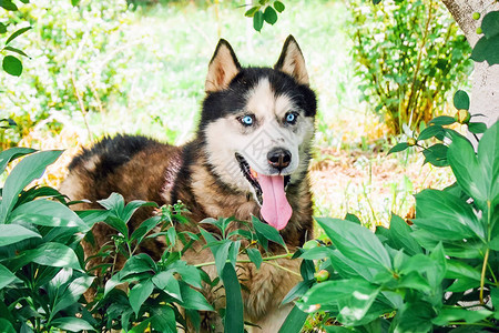 霍斯基养狗蓝眼睛在花园里漫步在图片