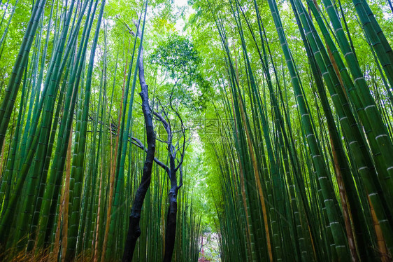 日本京都岚山绿竹林旅游背景图片