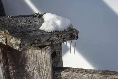 雪天冬时木林栅图片