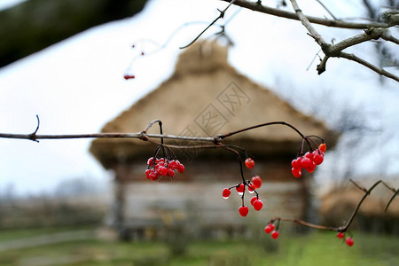 一束带露珠的鲜红色荚蒾在树枝上特写背景是乡背景图片