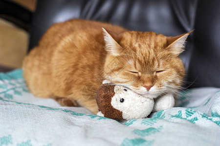 姜猫在沙发上躺在猩的玩具里看着摄像机镜头图片