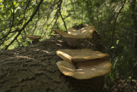 在丹麦的死树上生长的特写蘑菇图片