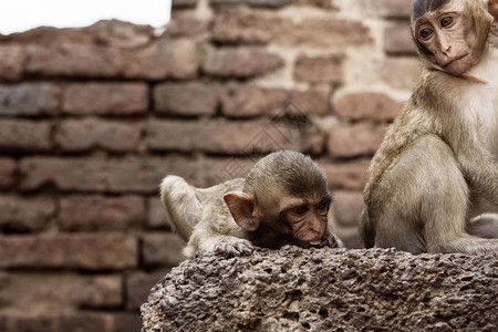 猴子在动物园建筑的旧砖上图片