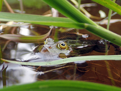干锅蛙水蛙隐藏在水中草后的特写镜头背景