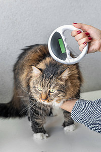 兽医在兽医诊所检查猫身上的微芯片和微芯图片