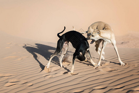 两只Sloughi狗阿拉伯灰狗在摩洛哥撒哈拉图片