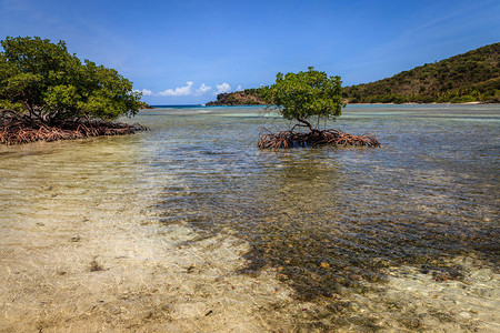 英属维尔京群岛海湾的红树林背景