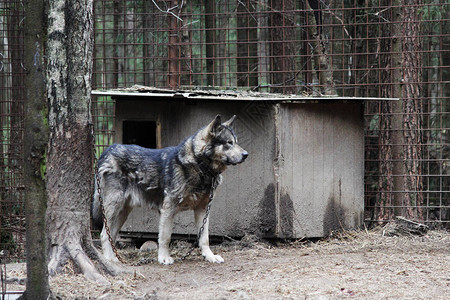 野狼CanisLupustundrarum和阿拉斯加Malamute图片