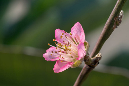 近距离观赏桃花图片